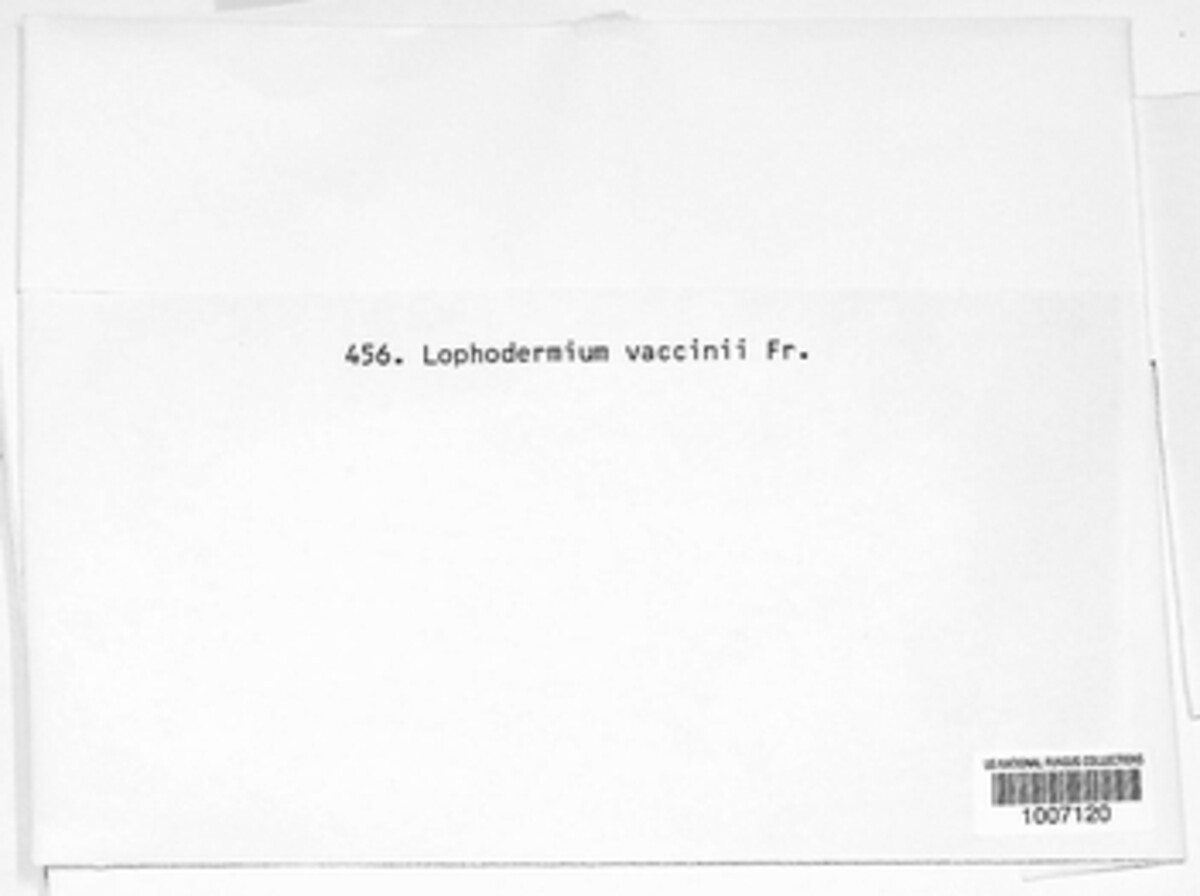 Gloniopsis praelonga image